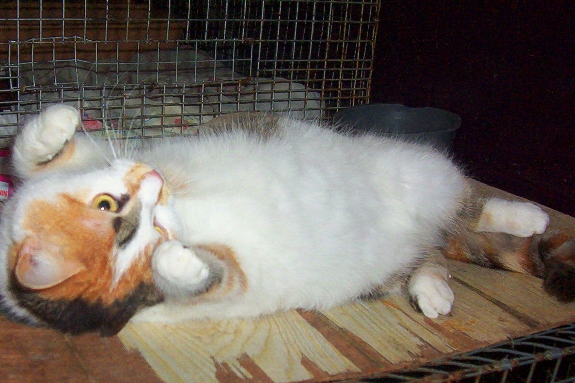 MIRIN, an adoptable American Shorthair, Calico in Nepean, ON, K2J 0P9 | Photo Image 3
