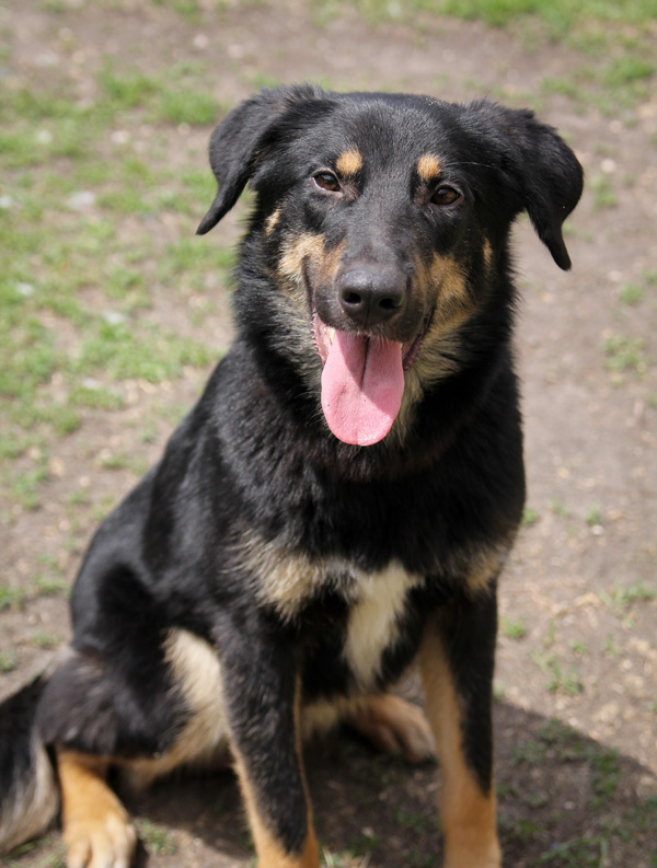 Max - IN FOSTER, an adopted Retriever & Shepherd Mix in Winnipeg, MB_image-2