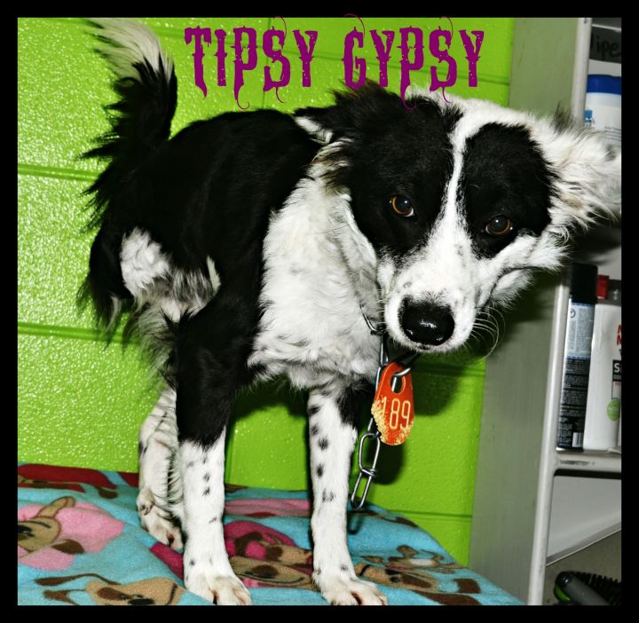 Tipsy Gypsy, an adopted Collie in Beaumont, TX_image-2