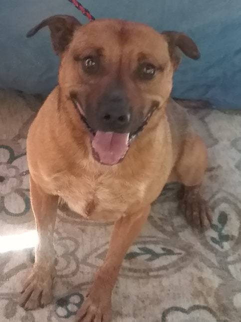 Dog for adoption - Dover, an Australian Cattle Dog / Blue ...