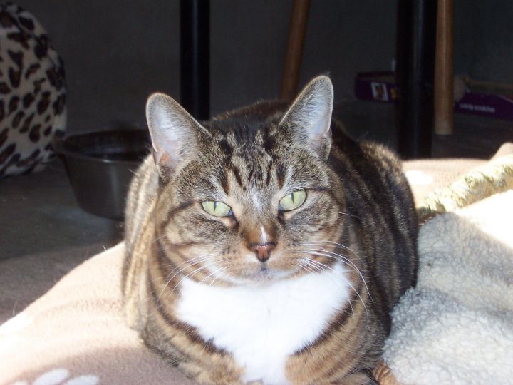 Molly, an adopted Tabby in Malibu, CA_image-3