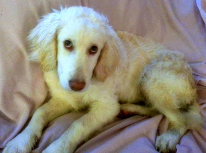 Fozzy, an adopted Labrador Retriever & Poodle Mix in Camden, MO_image-2