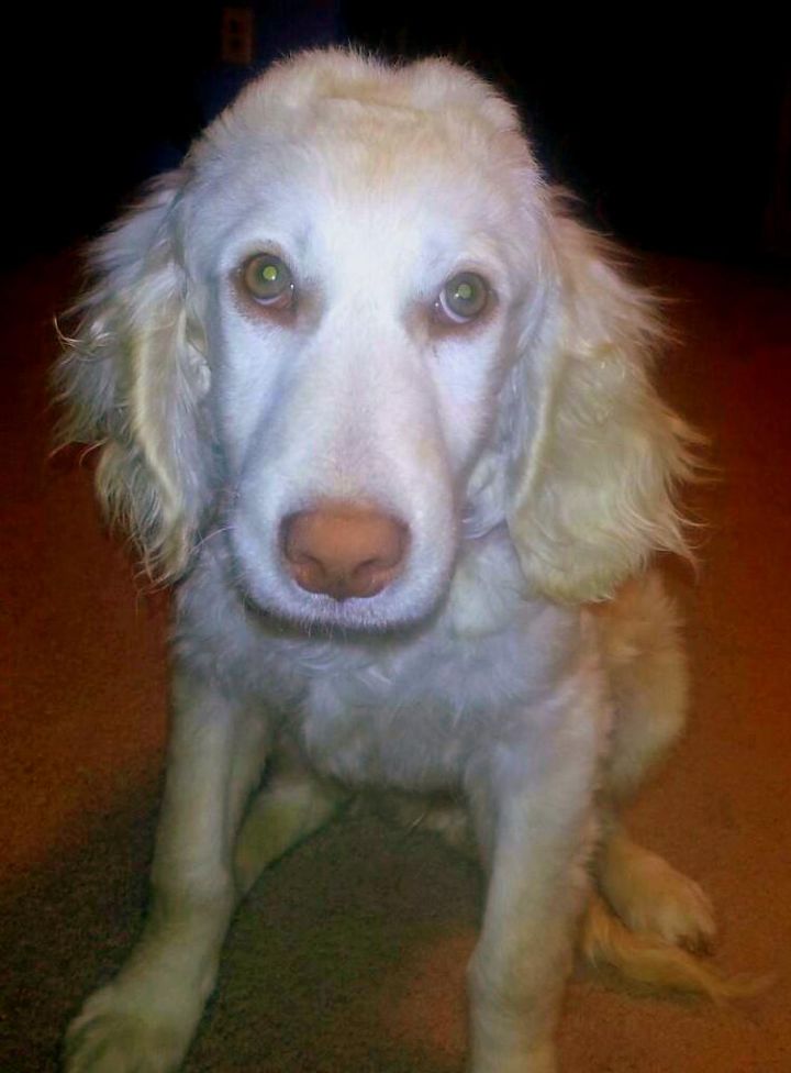 Fozzy, an adopted Labrador Retriever & Poodle Mix in Camden, MO_image-3
