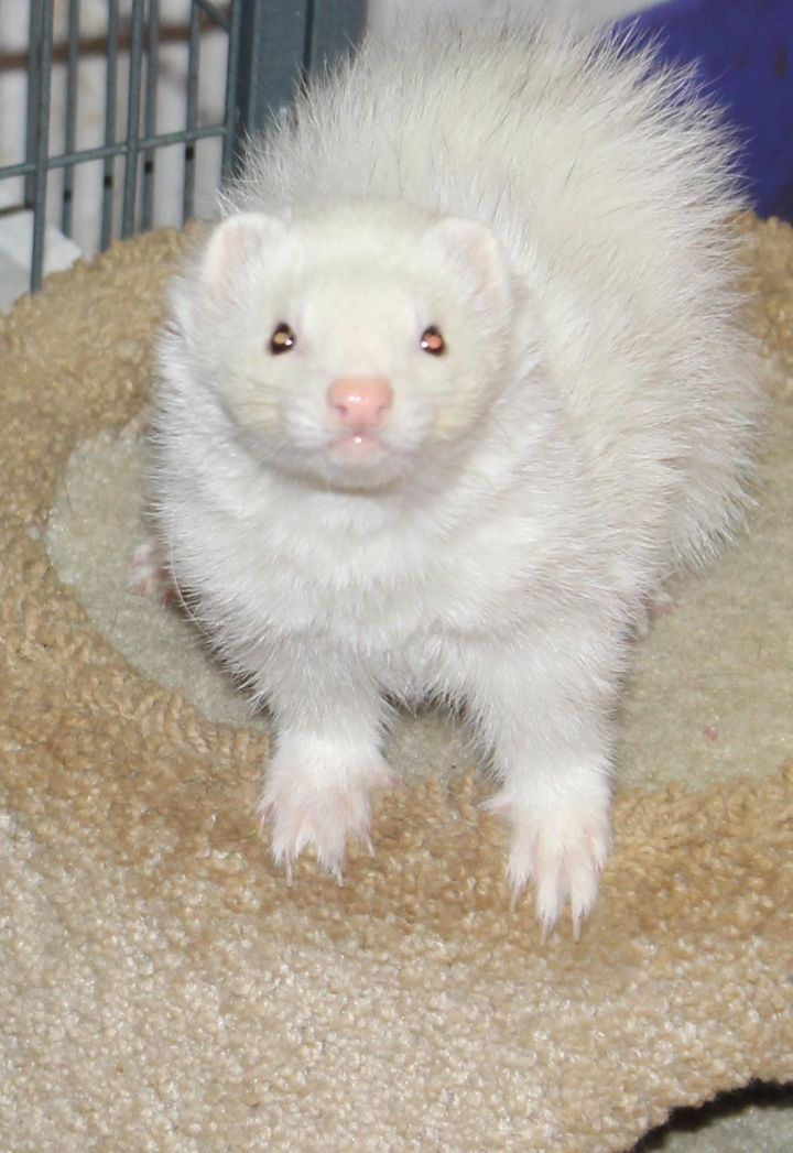 TraIles, an adopted Ferret in Randolph, NJ_image-1