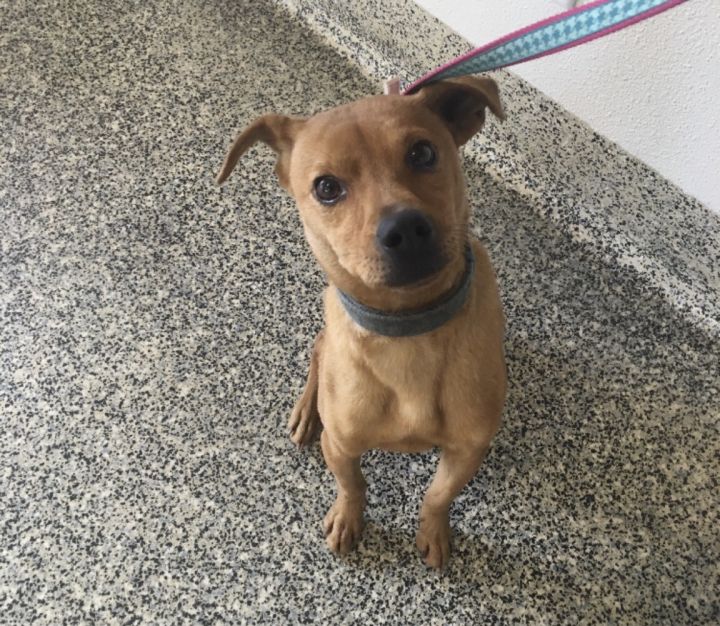 Vinnie, an adoptable Terrier & Chiweenie Mix in Fresno, CA_image-4