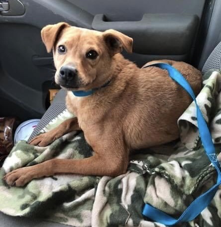 Vinnie, an adoptable Terrier, Chiweenie in Fresno, CA, 93720 | Photo Image 1