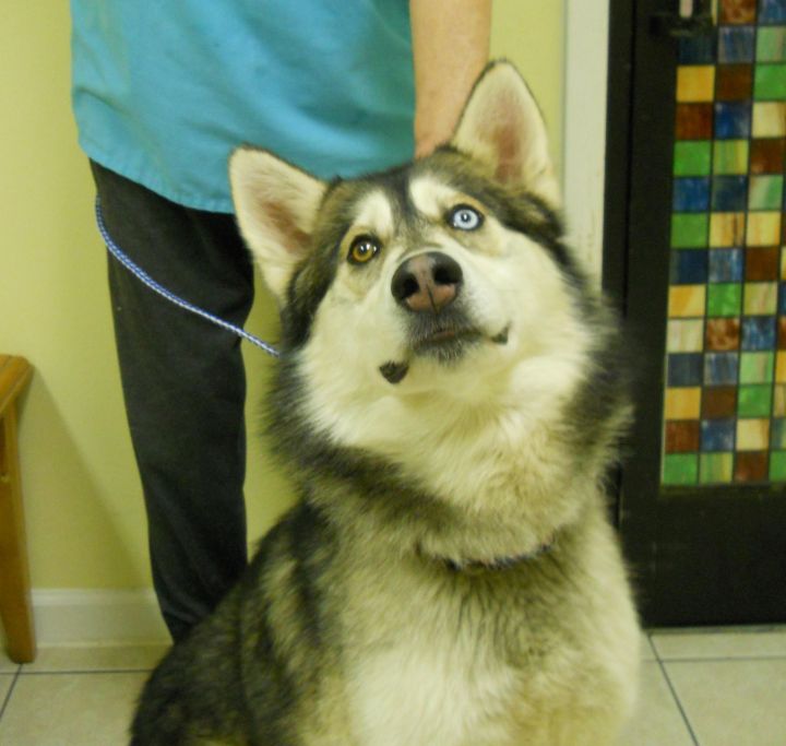 Samson~Adopted!!, an adopted Siberian Husky in Hendersonville, TN_image-1