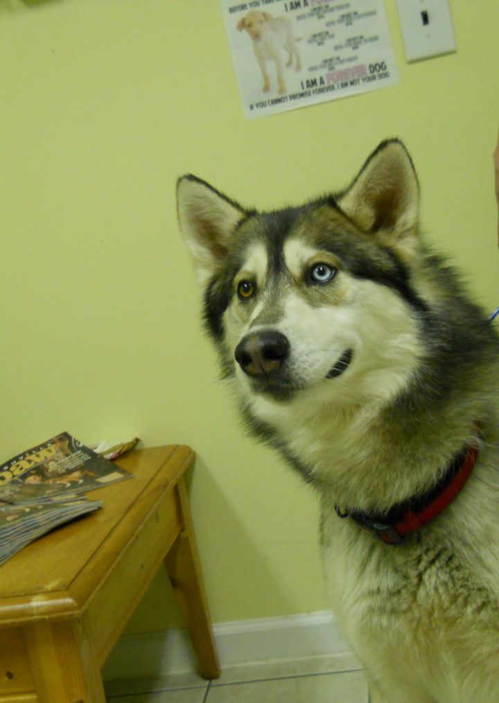 Samson~Adopted!!, an adopted Siberian Husky in Hendersonville, TN_image-2