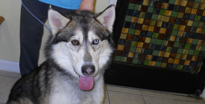 Samson~Adopted!!, an adopted Siberian Husky in Hendersonville, TN_image-3