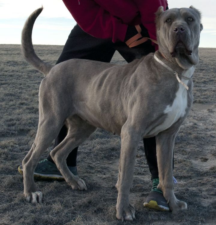 Presa hot sale canario blue