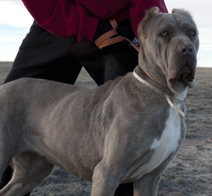 Presa hot sale canario blue