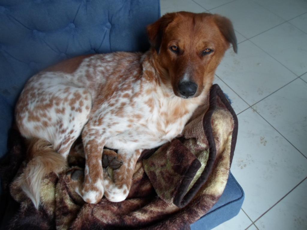 Jersey, an adoptable Hound, Retriever in Hamilton, ON, L8L 5G4 | Photo Image 3