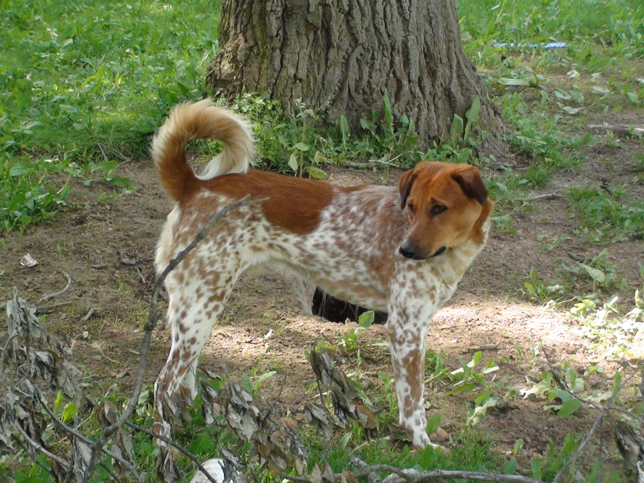 Jersey, an adoptable Hound, Retriever in Hamilton, ON, L8L 5G4 | Photo Image 1