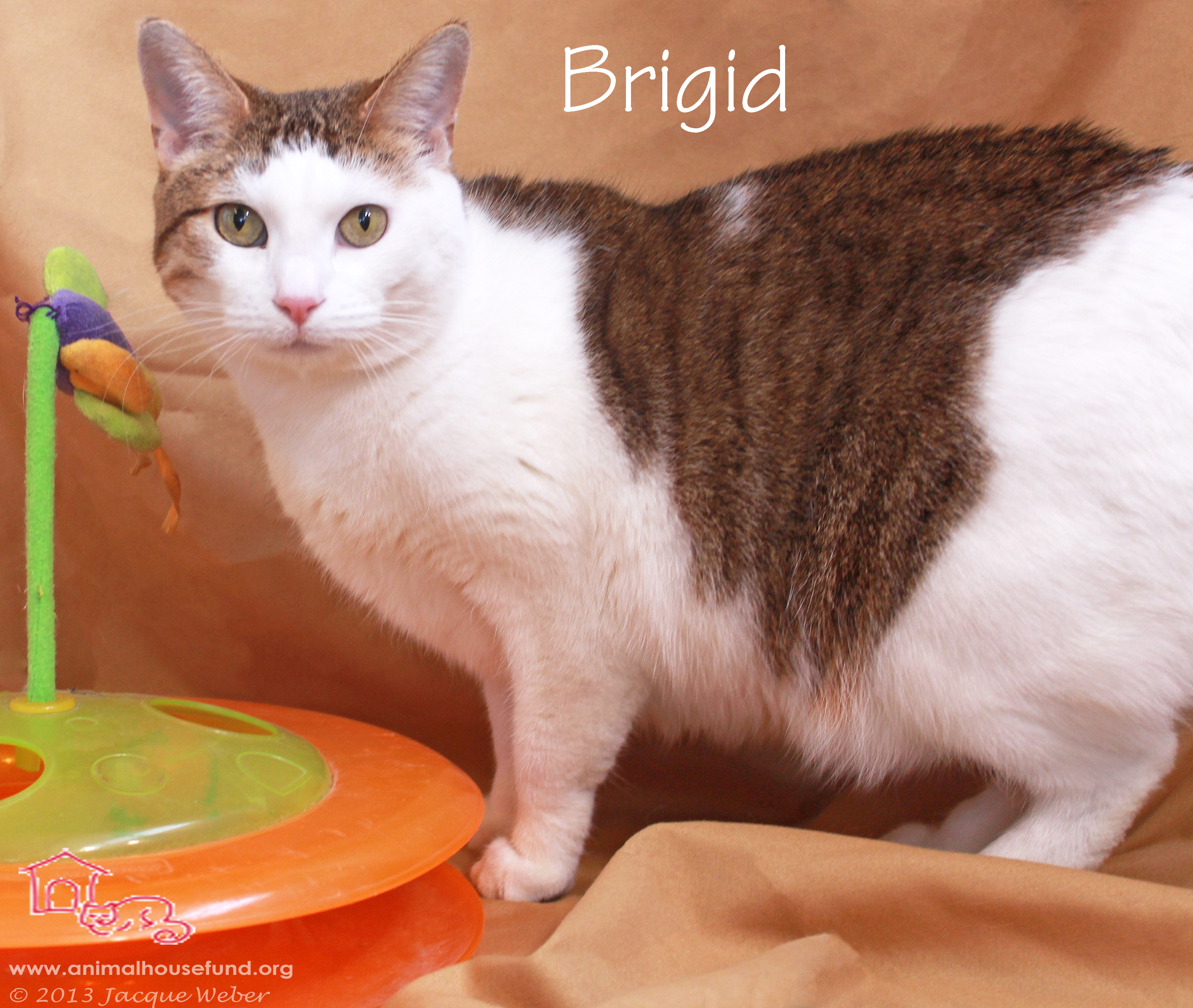Brigid, an adoptable Domestic Short Hair in St. Louis, MO, 63110 | Photo Image 3