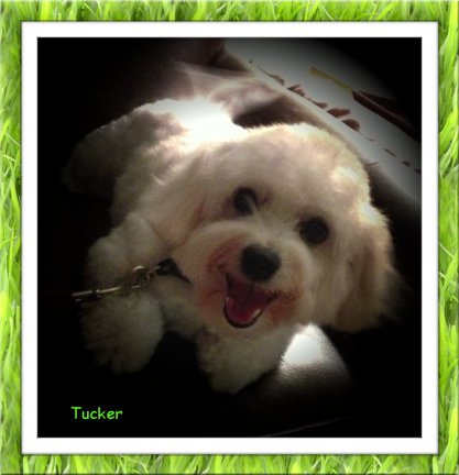 Tucker - TX 1