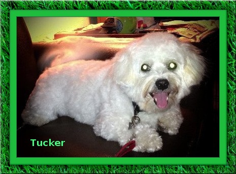 Tucker - TX 2