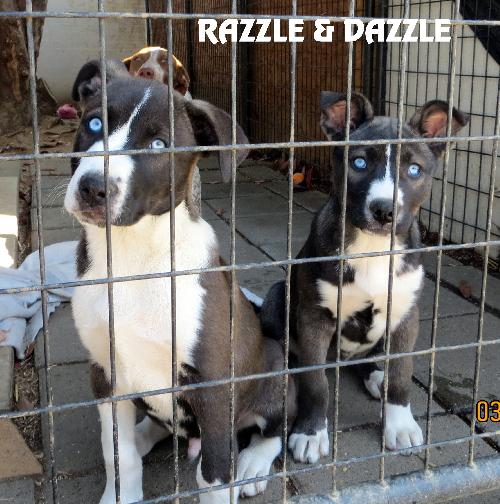 Razzle and Dazzle 1