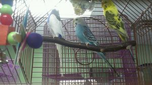 Whitfield Parakeets
