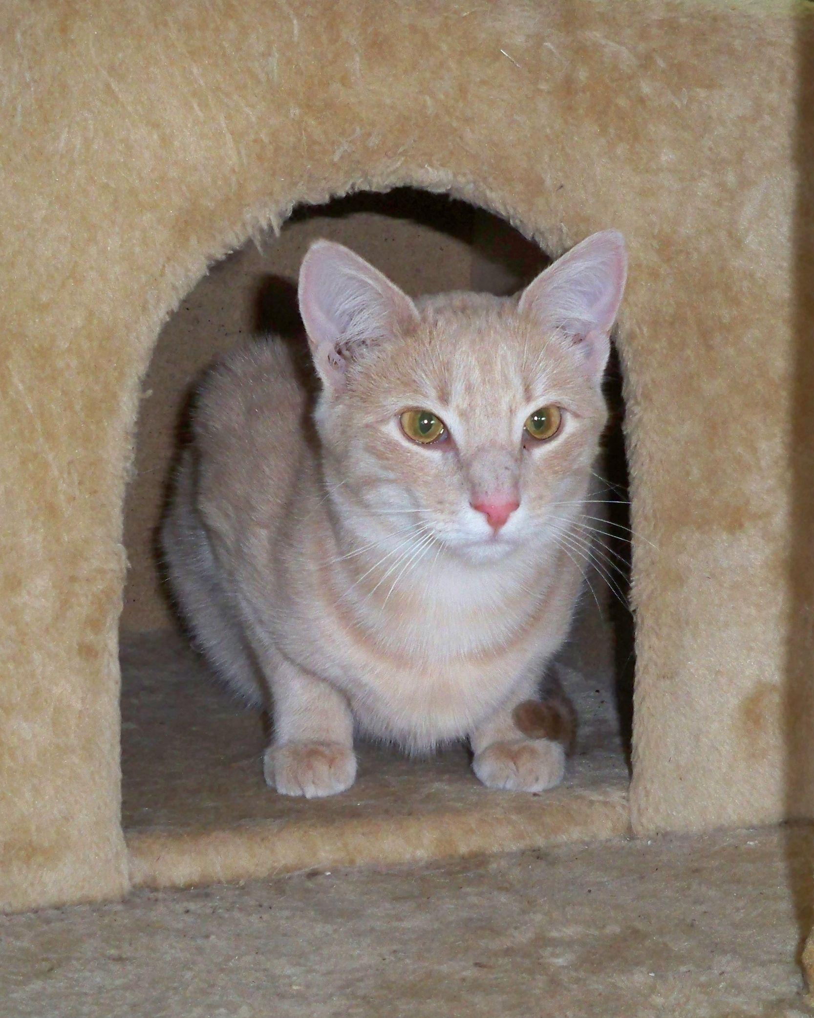 Zoey, an adoptable Domestic Short Hair in Watsontown, PA, 17777 | Photo Image 1