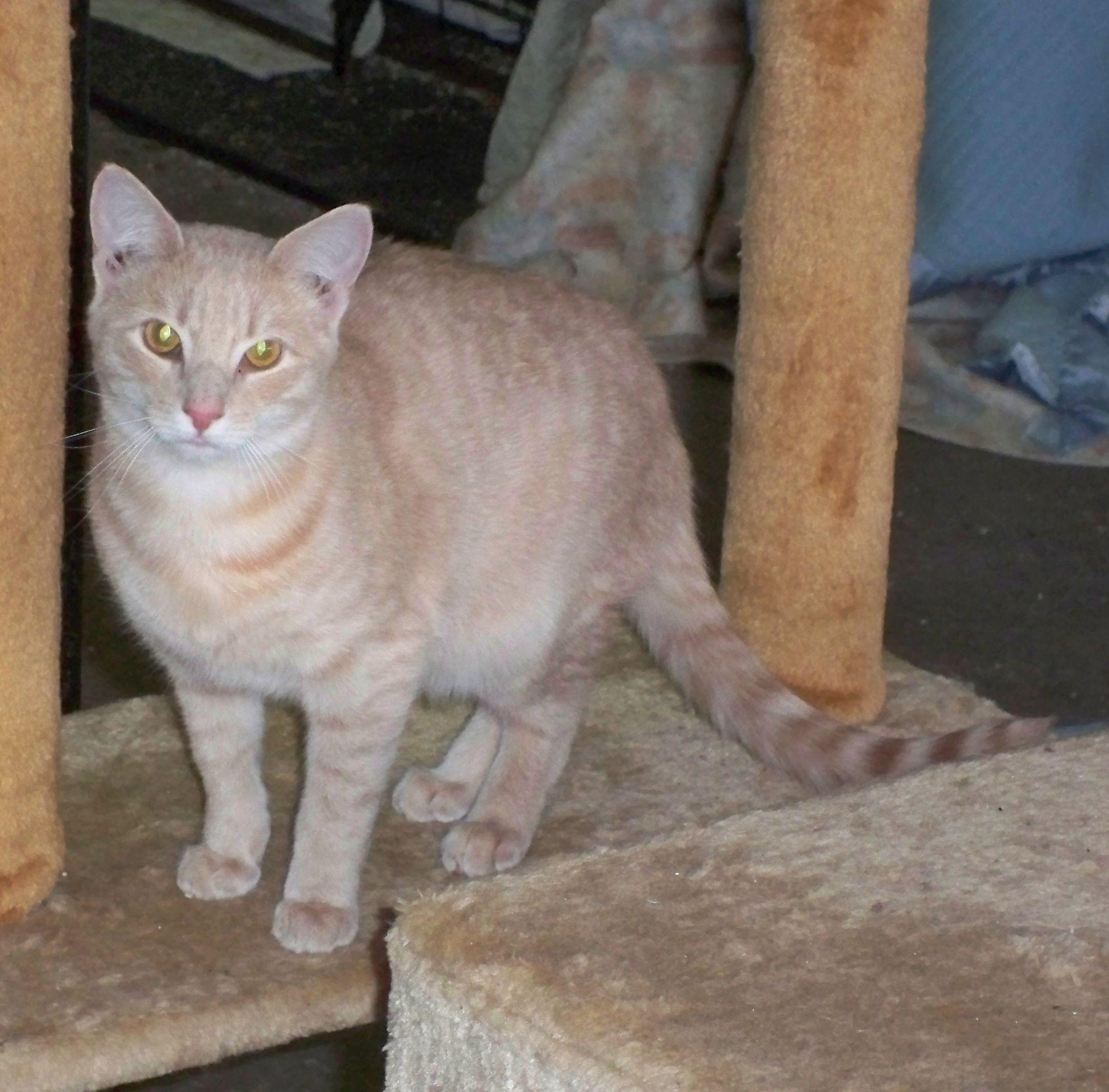 Zoey, an adoptable Domestic Short Hair in Watsontown, PA, 17777 | Photo Image 2