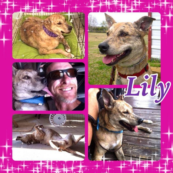 Lily Pond Leopardhound 1