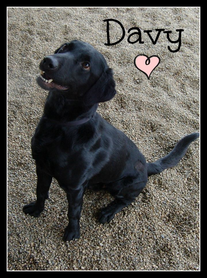 Davy - Adopted 3