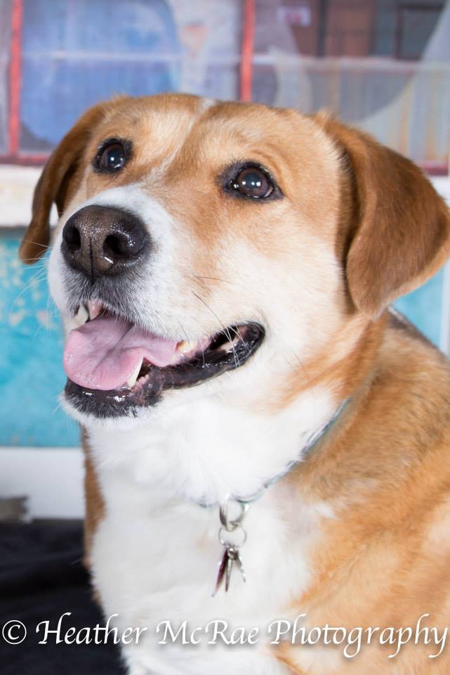 Wonka, an adopted Labrador Retriever & Beagle Mix in Winnipeg, MB_image-2