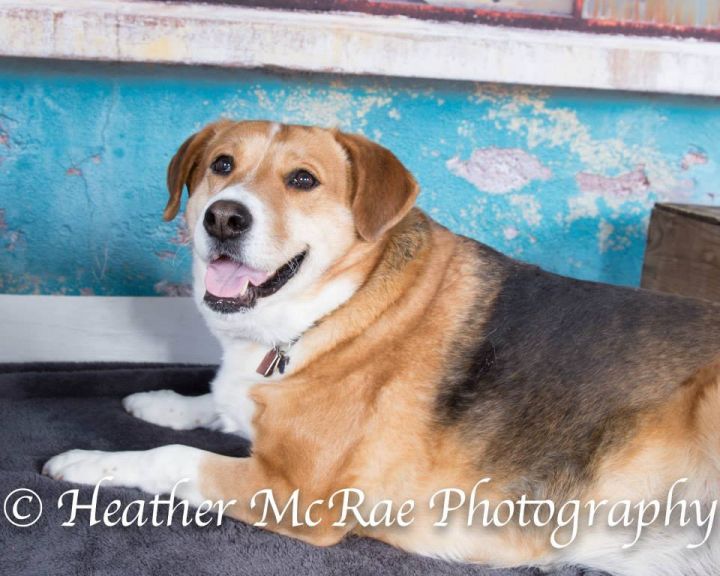 Wonka, an adopted Labrador Retriever & Beagle Mix in Winnipeg, MB_image-3