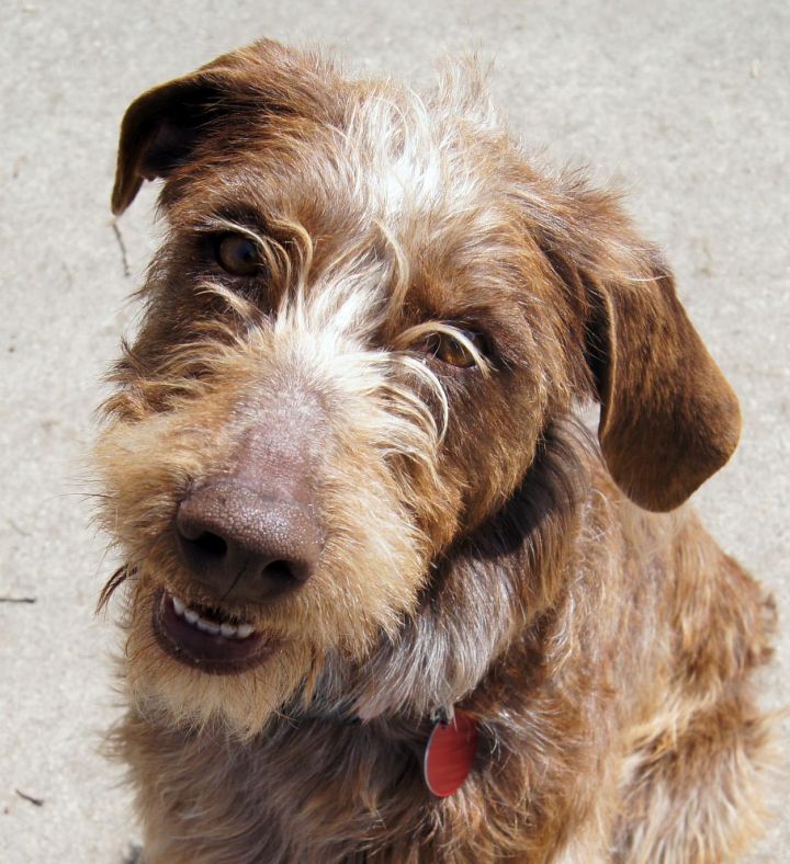 2013 Halle, an adopted German Wirehaired Pointer in Salt Lake City, UT_image-1