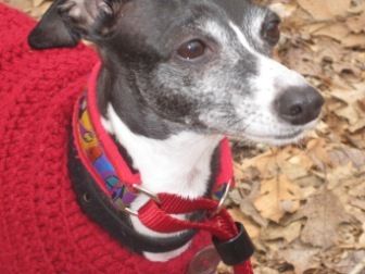 Italian Greyhound Place, an adoptable Italian Greyhound in Croton on Hudson, NY, 10520 | Photo Image 1