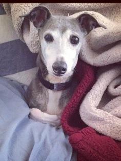 Italian Greyhound Place, an adoptable Italian Greyhound in Croton on Hudson, NY, 10520 | Photo Image 2