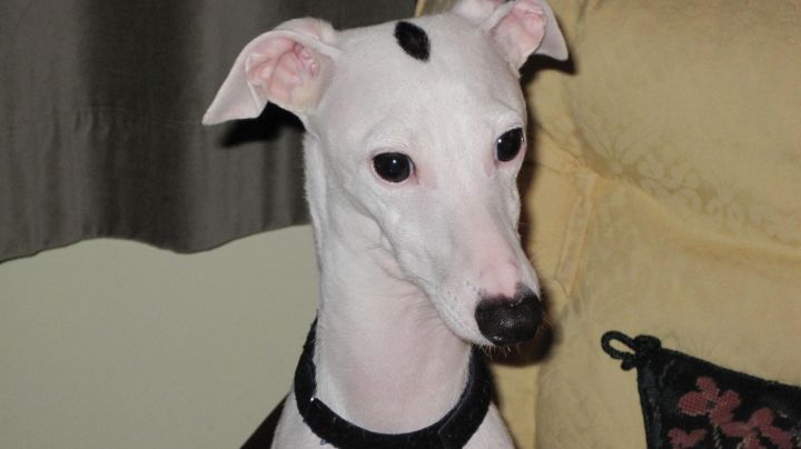 Miniature best sale greyhound adoption