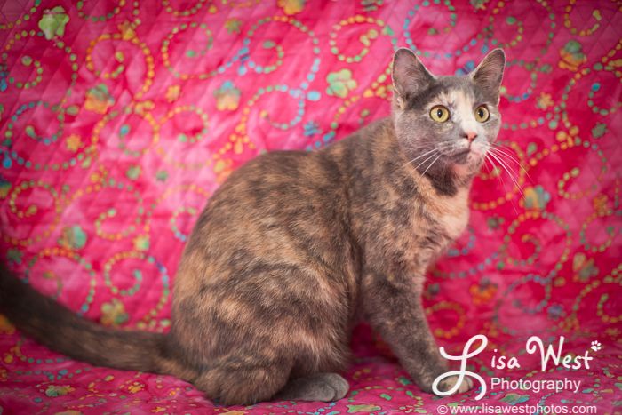 Saren, an adoptable Dilute Calico, Domestic Short Hair in Avonmore, PA, 15618 | Photo Image 1