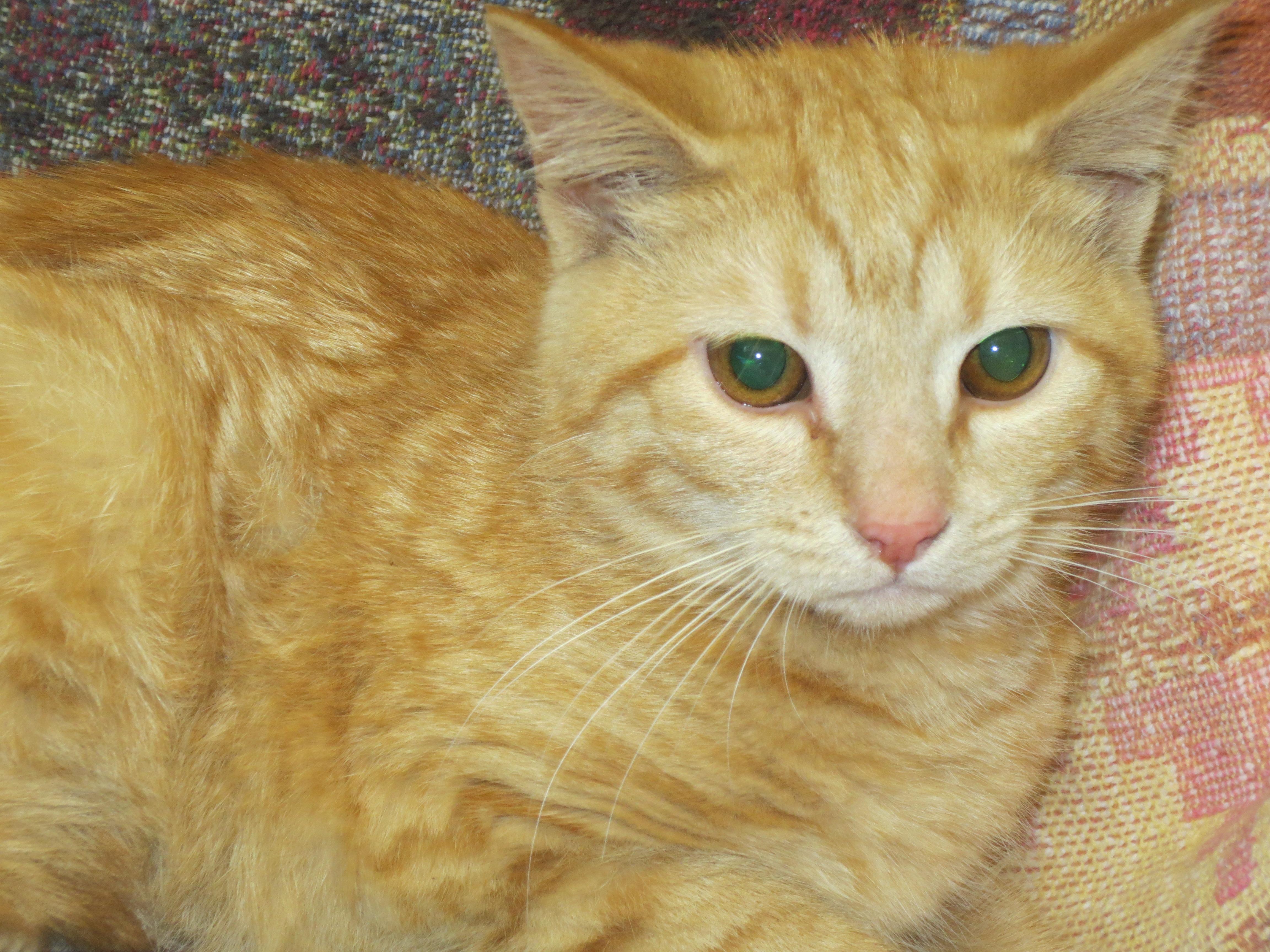 Sprite, an adoptable Domestic Short Hair in Cambridge, MD, 21613 | Photo Image 1