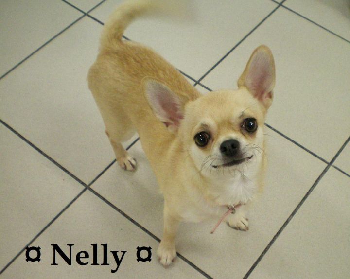 Nelly 1