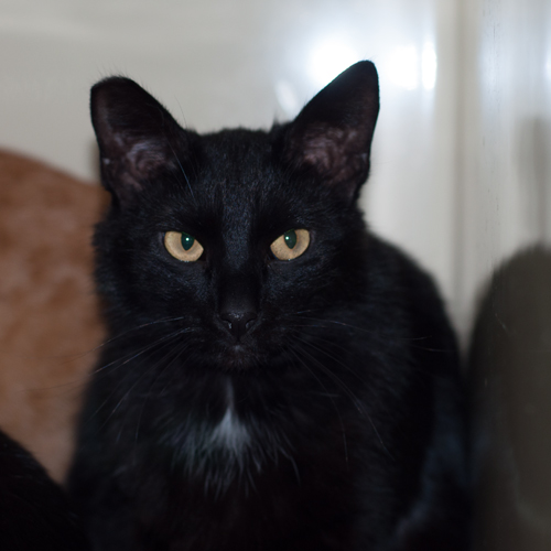 Tippy, an adoptable Domestic Short Hair in New Martinsville, WV, 26155 | Photo Image 2