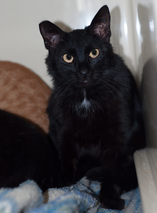 Tippy, an adoptable Domestic Short Hair in New Martinsville, WV, 26155 | Photo Image 4