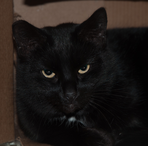 Tippy, an adoptable Domestic Short Hair in New Martinsville, WV, 26155 | Photo Image 1