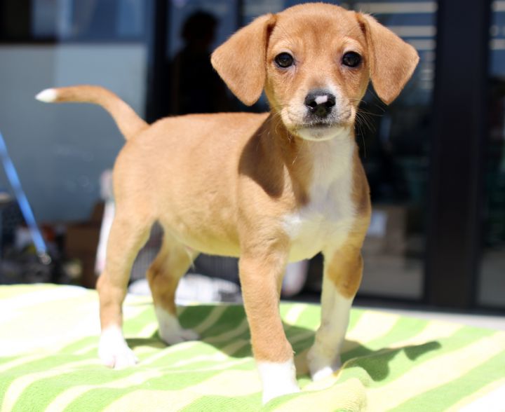 Aspen, an adopted Beagle & Dachshund Mix in Glen Morgan, WV_image-1