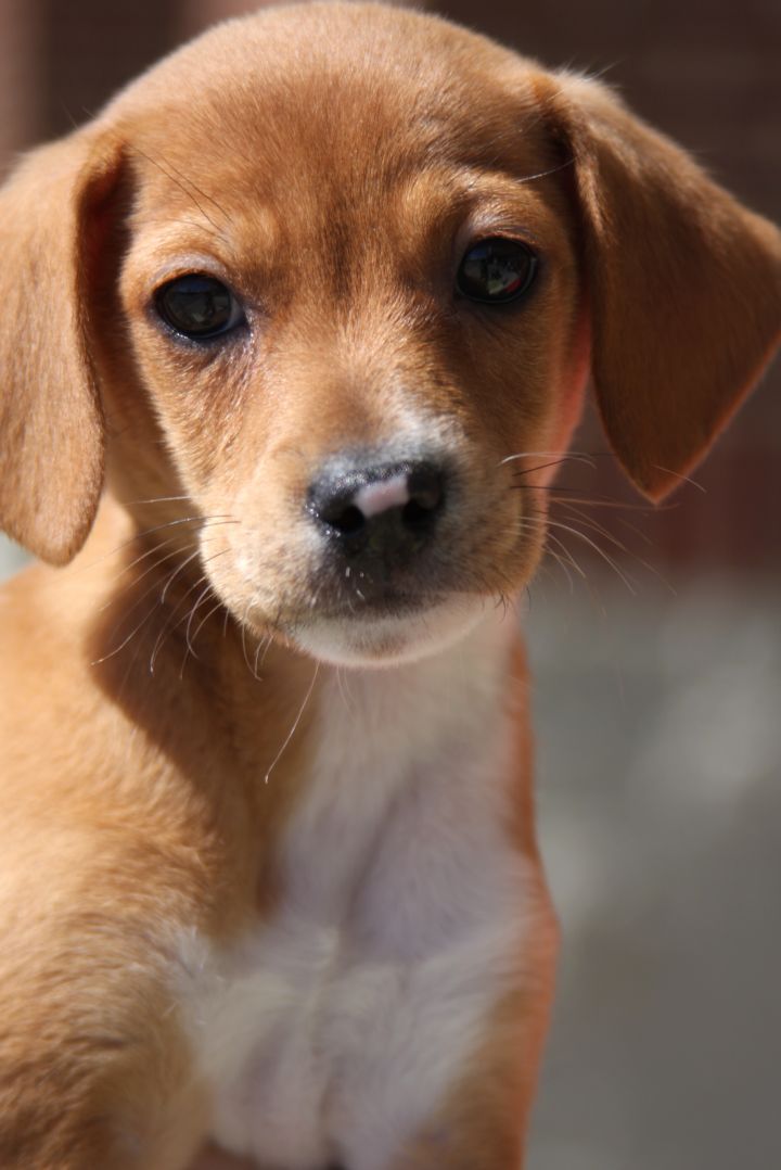 Aspen, an adopted Beagle & Dachshund Mix in Glen Morgan, WV_image-2