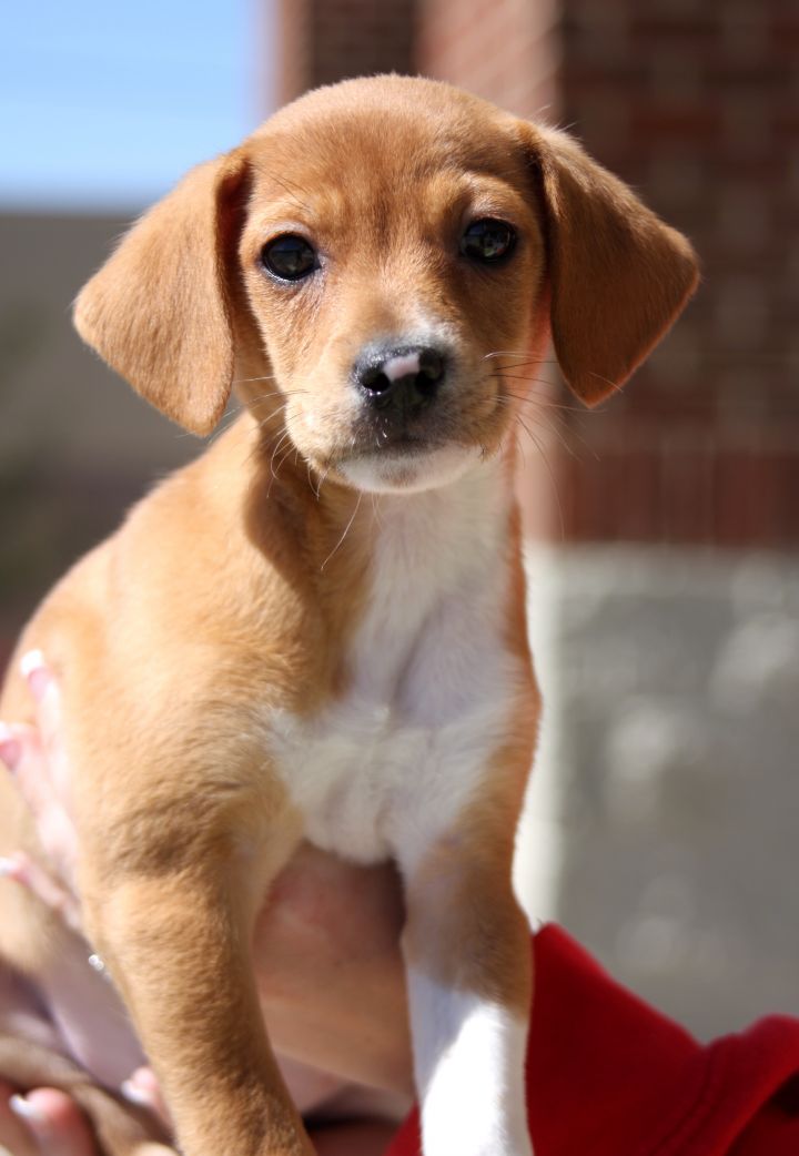Aspen, an adopted Beagle & Dachshund Mix in Glen Morgan, WV_image-3