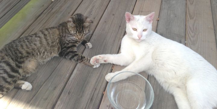 ADOPTED! White Kitty Smudge and Little Brown Tabby Buddy Kitten Katie 3