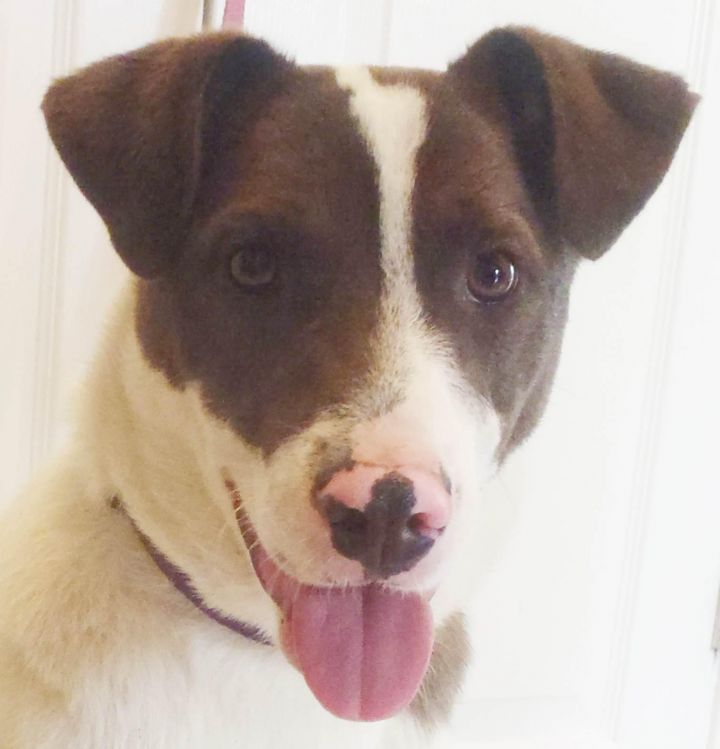 Scrappy, an adopted Border Collie & English Pointer Mix in Chapel Hill, NC_image-1