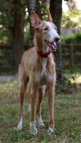 Ibizan Hounds Nationally Located detail page