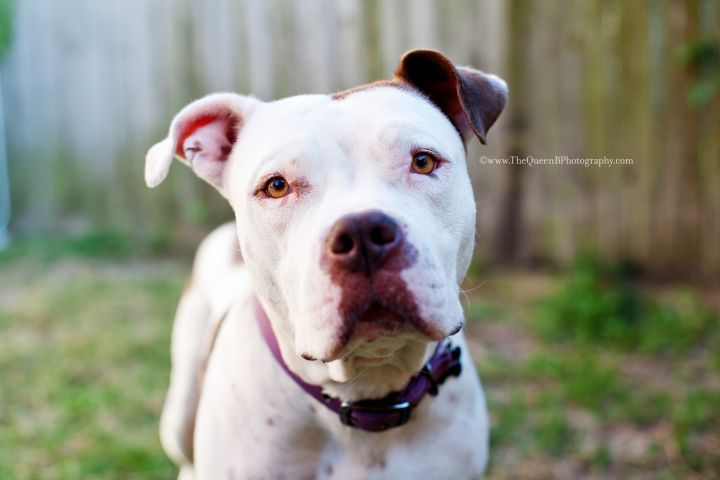 Grace, an adopted American Staffordshire Terrier Mix in Houston, TX_image-1