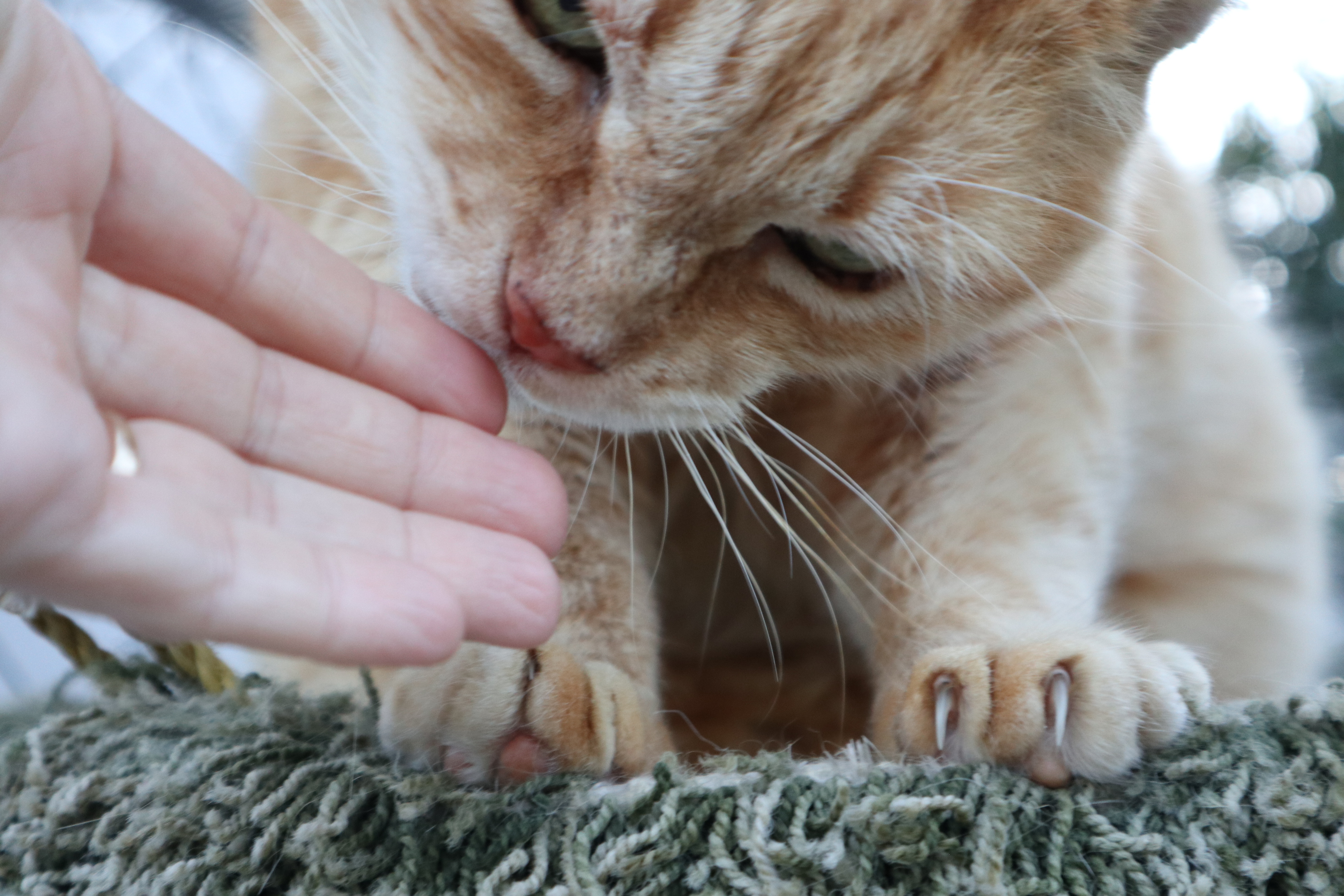 Sunny, an adoptable Domestic Short Hair, Tabby in San Diego, CA, 92065 | Photo Image 2