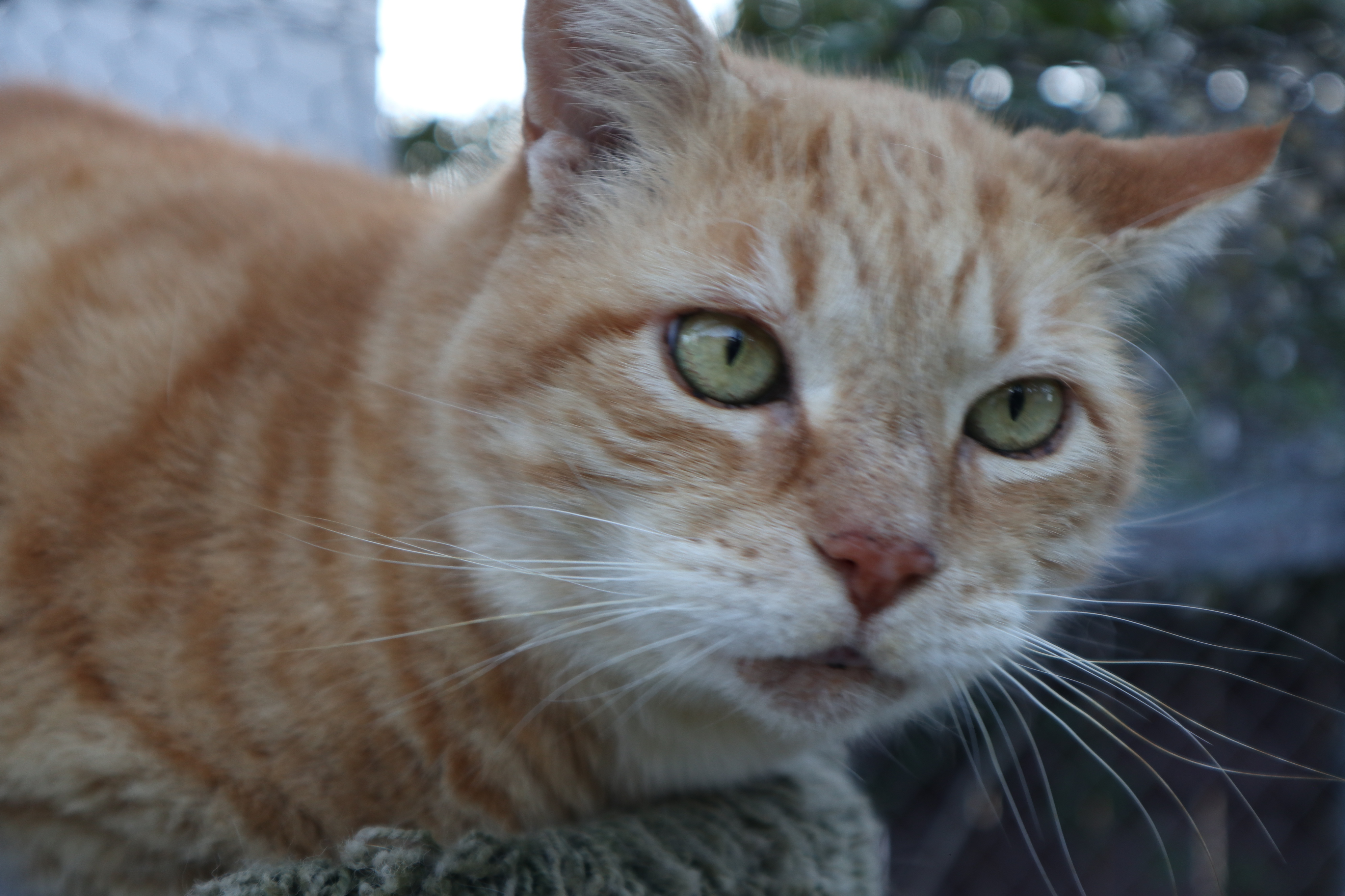 Sunny, an adoptable Domestic Short Hair, Tabby in San Diego, CA, 92065 | Photo Image 3