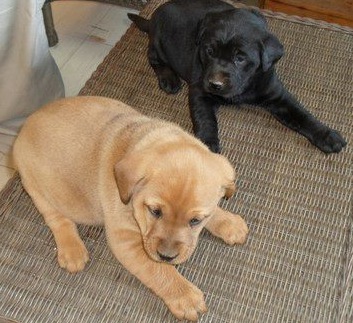 Lab puppies (ADOPTED!)