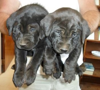 Lab puppies (ADOPTED!) 2