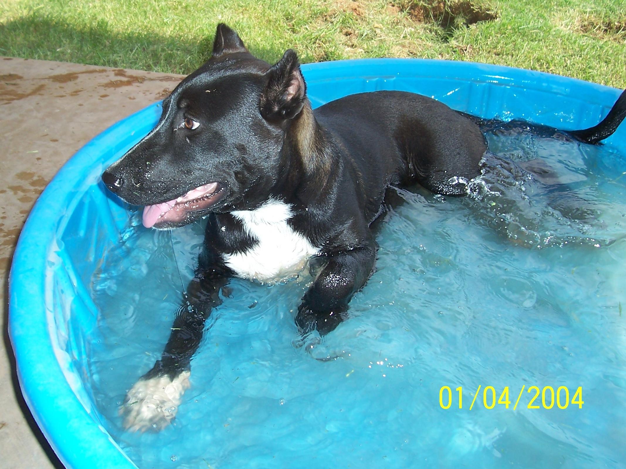 Buddy, an adoptable Labrador Retriever in Petrolia, TX, 76377 | Photo Image 1